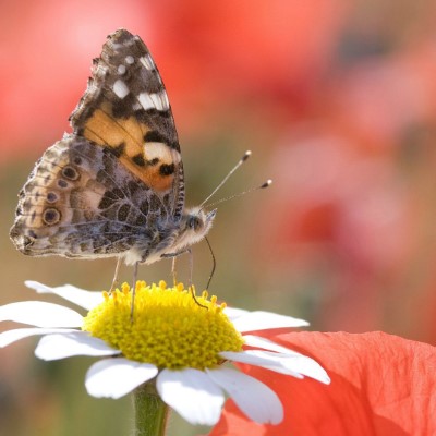 1920 x 1080 HD Wallpapers 3301